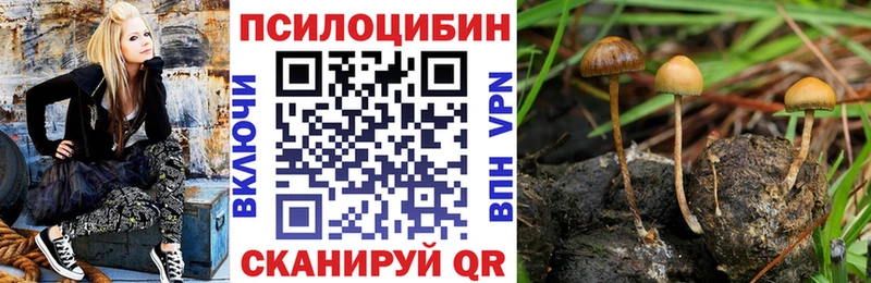 продажа наркотиков  Курчатов  Галлюциногенные грибы Psilocybine cubensis 
